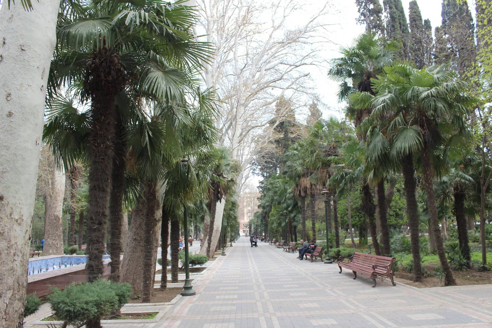 Gəncədə Xan bağı: palma və çinar ağacları arasında daş döşənmiş geniş xiyaban və skamyalar
