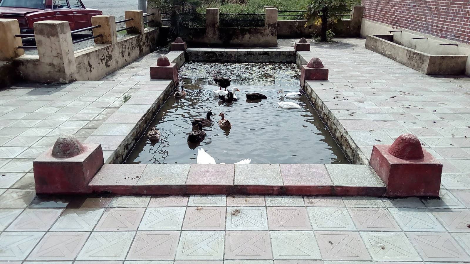 Ərçivandakı Yanar bulaq kompleksində plitə ilə əhatələnmiş hovuz və suda üzən ördəklər.