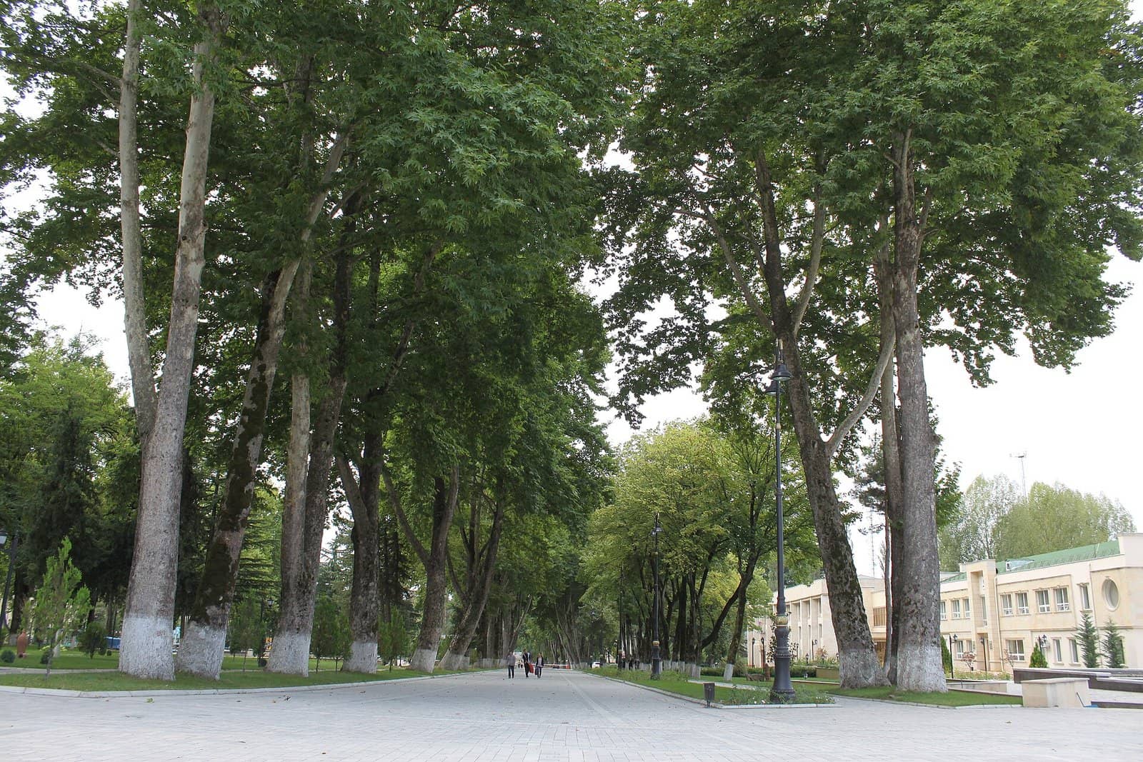 İsmayıllı şəhərində hündür çinar ağacları ilə əhatələnmiş park xiyabanı