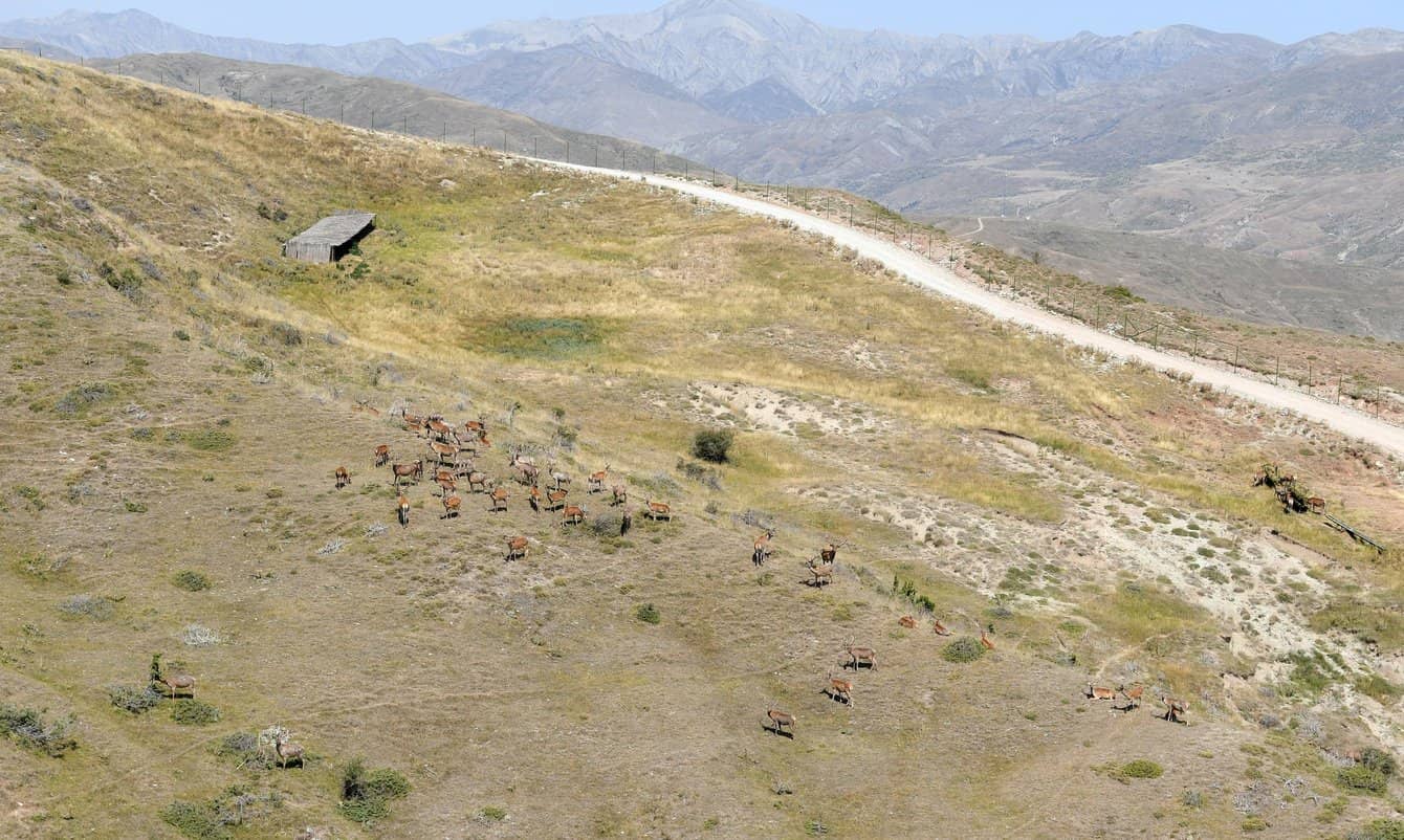 Şamaxı Safari Parkında dağ yamacında otlayan maral sürüsü və torpaq yol.