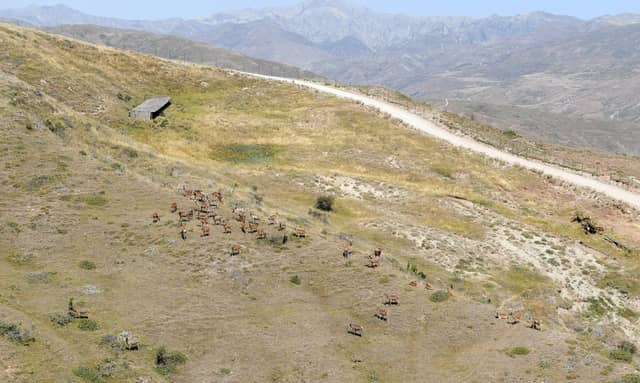 Şamaxı Safari Parkında dağ yamacında otlayan maral sürüsü və torpaq yol.
